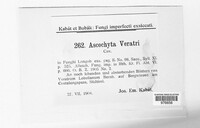 Ascochyta veratri image